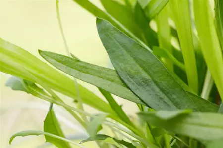 Plantago lanceolata - P13