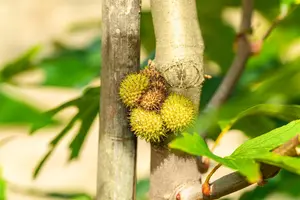 Platanus orientalis 'Minaret'
