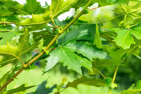 Platanus orientalis 'Minaret' - TRAINED 200 CM STEM, GIRTH 16-18 CM CONT - image 2