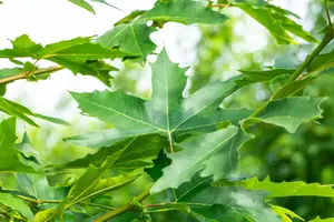 Platanus orientalis 'Minaret' - TRAINED 200 CM STEM, GIRTH 16-18 CM CONT - image 3