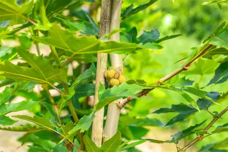 Platanus orientalis 'Minaret' - TRAINED 200 CM STEM, GIRTH 16-18 CM CONT - image 4
