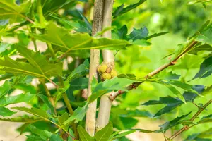 Platanus orientalis 'Minaret' - TRAINED 200 CM STEM, GIRTH 16-18 CM CONT - image 4