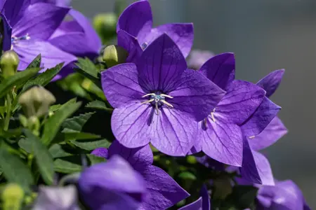 Platycodon grand. 'Fuji Blue' - P9