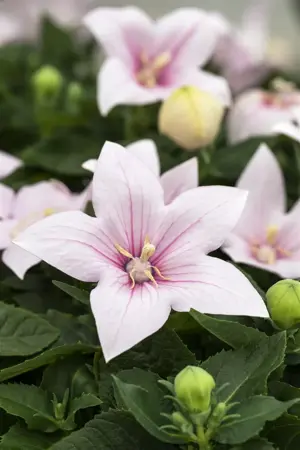 Platycodon grand. 'Fuji Pink' - P9