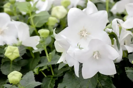 Platycodon grand. 'Fuji White' - P9