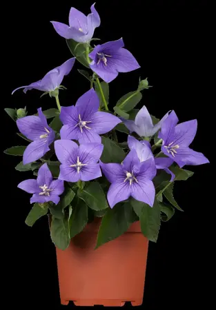 Platycodon grandiflorus - P11 - image 3