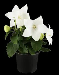 Platycodon grandiflorus - P11 - image 2