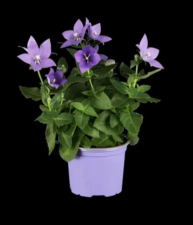 Platycodon grandiflorus - P11 - image 1