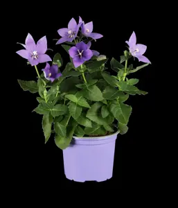 Platycodon grandiflorus - P11 - image 1