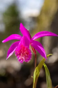 Pleione formosana - P11 - image 2