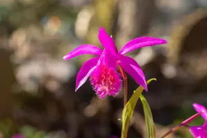 Pleione formosana