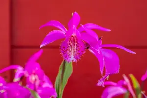 Pleione formosana - P11 - image 3