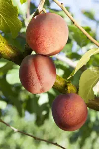 PLUM AVALON VVA-1
