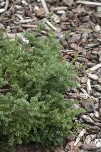 PODOCARPUS a BLUE GEM