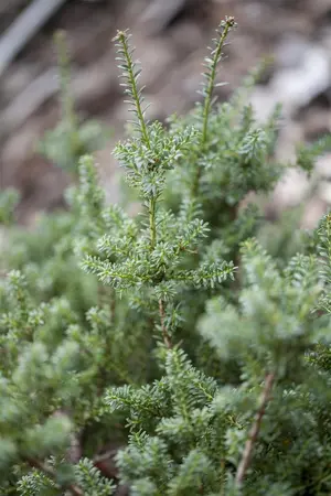 PODOCARPUS a BLUE GEM 3L - image 3