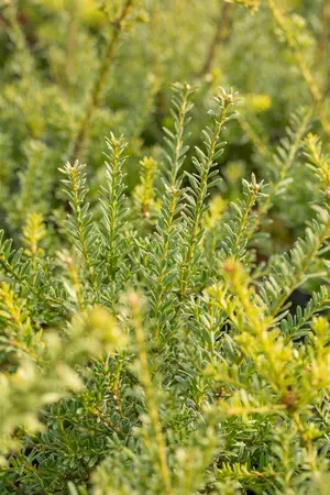 PODOCARPUS a BLUE GEM 3L - image 5