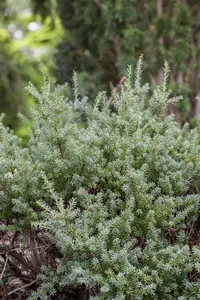 PODOCARPUS l RED TIP