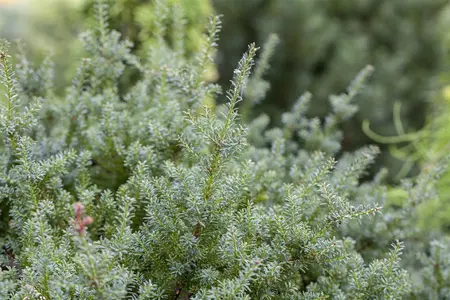 PODOCARPUS l RED TIP 3L - image 2