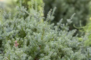 PODOCARPUS l RED TIP 3L - image 2