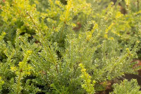 PODOCARPUS l RED TIP 3L - image 3