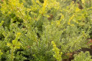 PODOCARPUS l RED TIP 3L - image 3