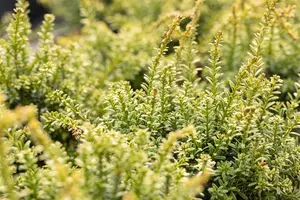 PODOCARPUS l RED TIP 3L - image 4