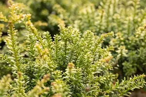 PODOCARPUS l RED TIP 3L - image 5