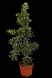 Podocarpus macrophyllus 'Variegata'