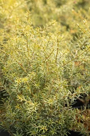Podocarpus totara 'Aureus' - 30-40 CM C2 - image 1