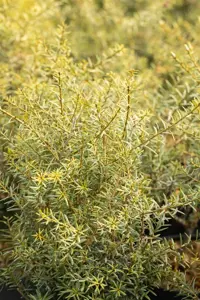 Podocarpus totara 'Aureus'