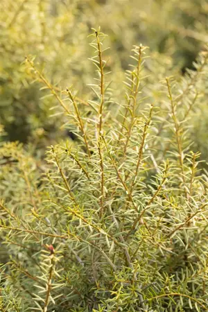 Podocarpus totara 'Aureus' - 30-40 CM C2 - image 3