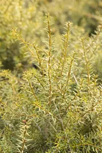 Podocarpus totara 'Aureus' - 30-40 CM C2 - image 3