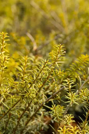 Podocarpus totara 'Aureus' - 30-40 CM C2 - image 5
