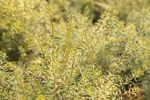 Podocarpus totara 'Aureus' - 30-40 CM C2 - image 2