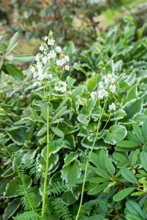 Polemonium caer. 'Album' - P9 - image 1
