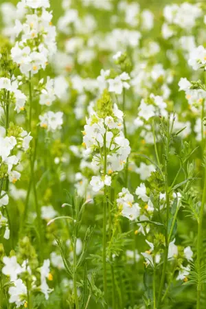 Polemonium caer. 'Album' - P9 - image 3