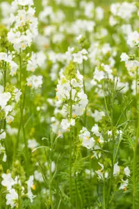 Polemonium caer. 'Album' - P9 - image 3