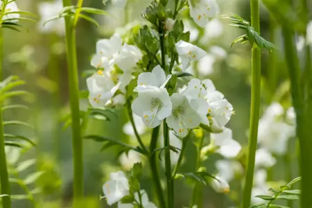Polemonium caer. 'Album' - P9 - image 2