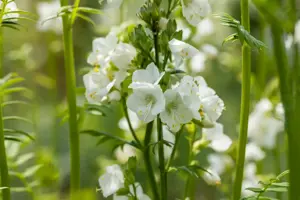 Polemonium caer. 'Album' - P9 - image 2
