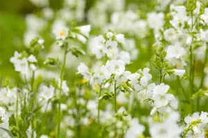 Polemonium caer. 'Album' - P9 - image 5