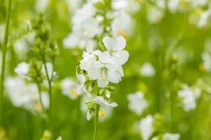 Polemonium caer. 'Album' - P9 - image 4