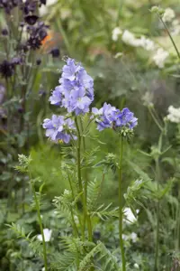 Polemonium caer. 'Bambino Blue'