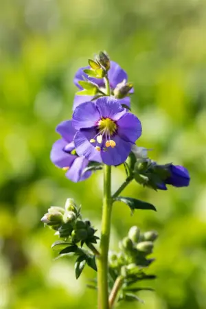 Polemonium caer. 'Bambino Blue' - P9 - image 2