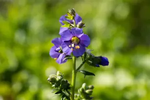 Polemonium caer. 'Bambino Blue' - P9 - image 3
