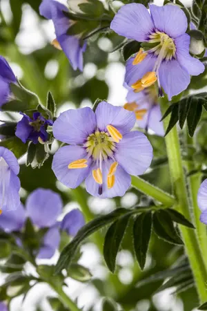 Polemonium caer. 'Lambrook Mauve' - P9 - image 5