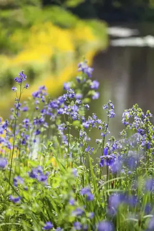 Polemonium caeruleum - 2 Ltr pot - image 2