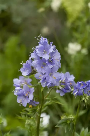 Polemonium caeruleum - 2 Ltr pot - image 4