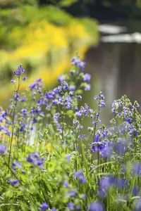 Polemonium caeruleum - P11 - image 2