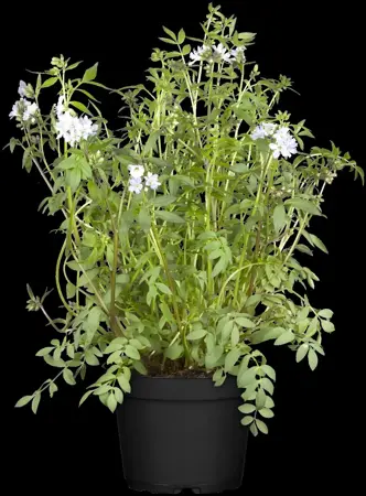 Polemonium caeruleum - 2 Ltr pot - image 1