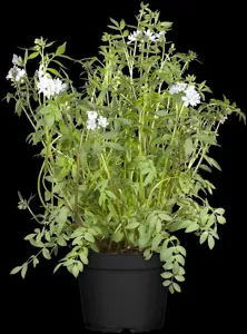 Polemonium caeruleum